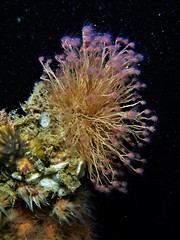 Ectopleura crocea