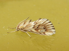 Cynaeda dentalis