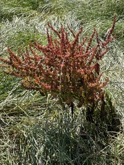 Rumex obtusifolius