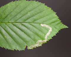Stigmella lemniscella