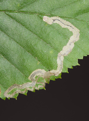 Stigmella lemniscella