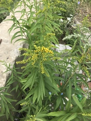 Solidago gigantea