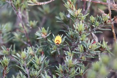 Pultenaea tenuifolia