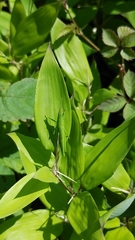 Atractomorpha lata