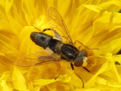 Anasimyia bilinearis