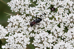 Chlorophorus ruficornis