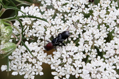Chlorophorus ruficornis