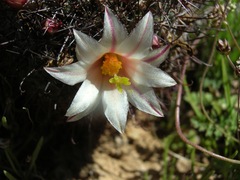 Mammillaria dioica