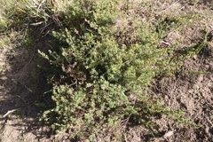 Pultenaea tenuifolia