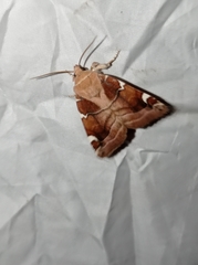 Cosmia diffinis