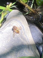 Helophilus pendulus
