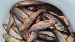 Rhynchocypris percnurus