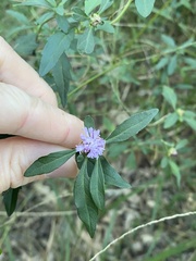 Centratherum riparium