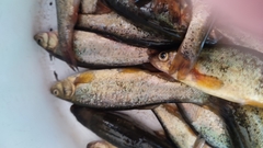 Rhynchocypris percnurus