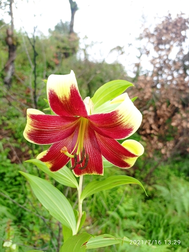 ウコンユリ (Lilium nepalense) · iNaturalist