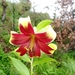 Lilium nepalense - Photo 由 Suman Poudel 所上傳的 (c) Suman Poudel，保留部份權利CC BY-NC