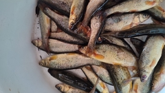 Rhynchocypris percnurus