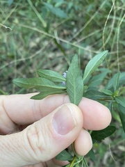 Centratherum riparium