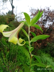 Lilium nepalense
