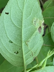 Aulagromyza orbitalis