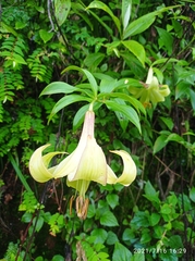 Lilium nepalense