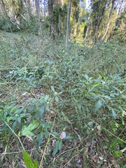 Centratherum riparium