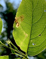 Aulagromyza orbitalis