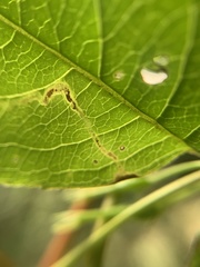 Aulagromyza orbitalis