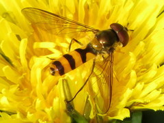 Meliscaeva cinctella image