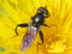 Chalcosyrphus piger