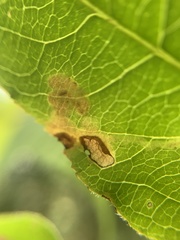 Aulagromyza orbitalis