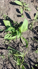 Centaurea scabiosa integra