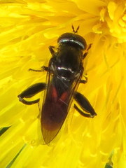 Chalcosyrphus piger