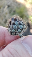 Centaurea scabiosa integra