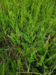 Astragalus canadensis