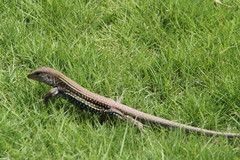 Pholidoscelis chrysolaemus