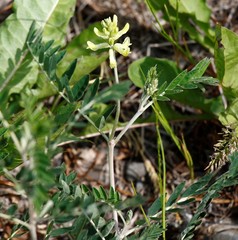 Astragalus schelichowii