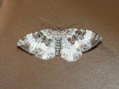 Epirrhoe rivata
