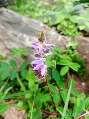 Indigofera bracteata