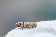 Blastesthia tessulatana