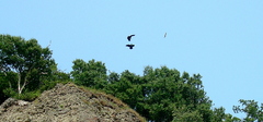 Corvus corax kamtschaticus