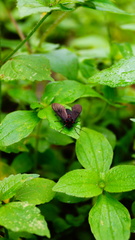 Saurita