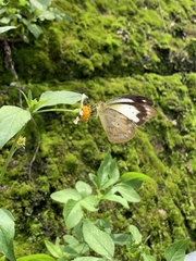 Appias indra aristoxemus