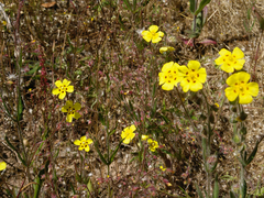 Tuberaria macrosepala