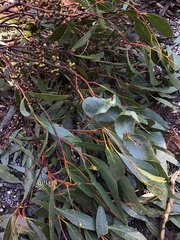 Eucalyptus cypellocarpa