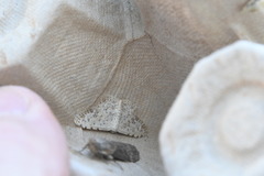 Scopula vigilata