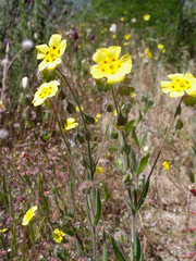 Tuberaria macrosepala