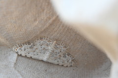 Scopula vigilata