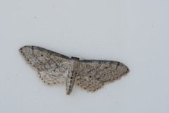 Idaea tineata