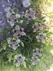 Ferraria densepunctulata